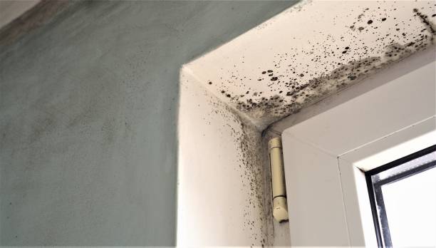 Best Mold Removal for HVAC Installations  in Delft Colony, CA