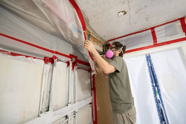 Best Basement Mold Removal  in Delft Colony, CA