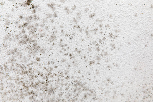 Best Black Mold Removal  in Delft Colony, CA