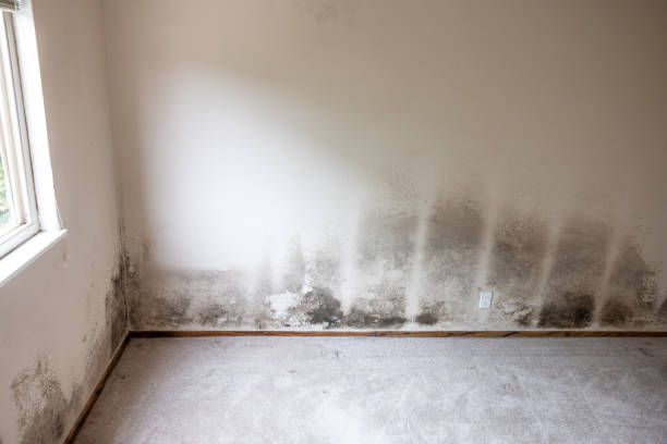 Best Residential Mold Inspection & Testing  in Delft Colony, CA